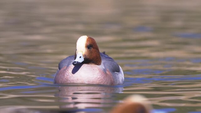 大きな声で元気に鳴くヒドリガモ