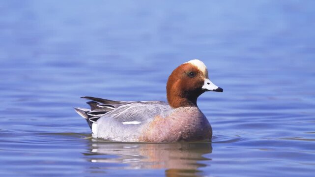 大きな声で元気に鳴くヒドリガモ
