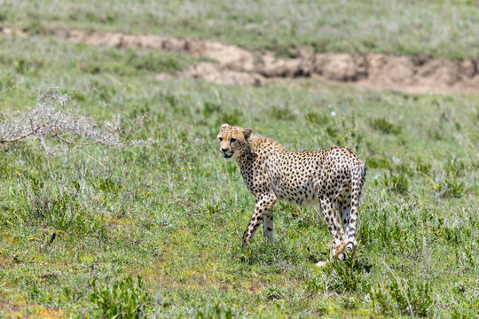 Gepard steht im Gras der Serengeti in Tansania