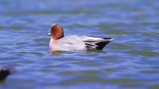 大きな声で元気に鳴くヒドリガモ