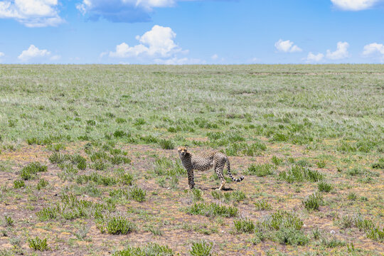 Gepard steht im Gras der Serengeti in Tansania