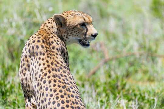 Portr&auml;t eines Gepard, der im Gras der Serengeti in Tansania sitzt