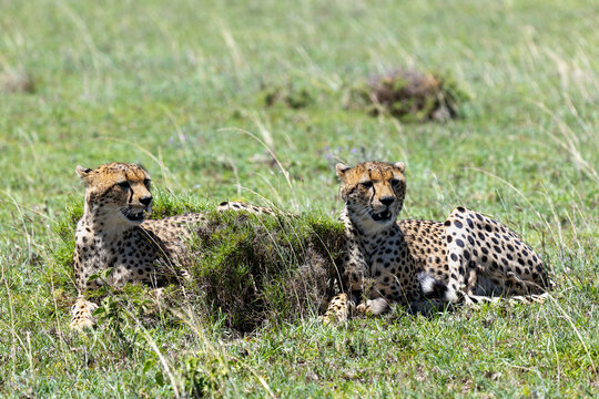 Portr&auml;t zweier Geparden, die im Gras der Serengeti liegen