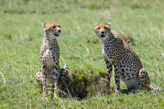 Portr&auml;t zweier Geparden, die im Gras der Serengeti sitzen