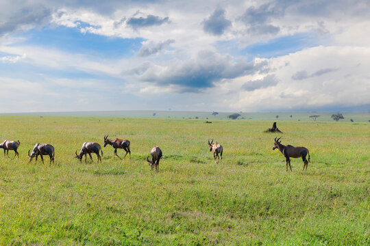Herde Antilopen in der Serengeti