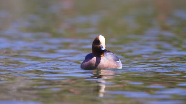 大きな声で元気に鳴くヒドリガモ