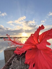 Red hibiscus flower on wooden pier at sunset with beautiful ocean view © Chen