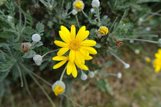 Close-up of bright yellow Euryops daisy flowers blooming in the garden