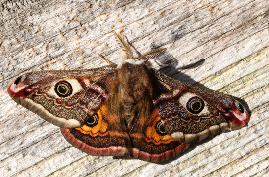A stunning male Emperor Moth, Saturnia pavonia, perching on wood.