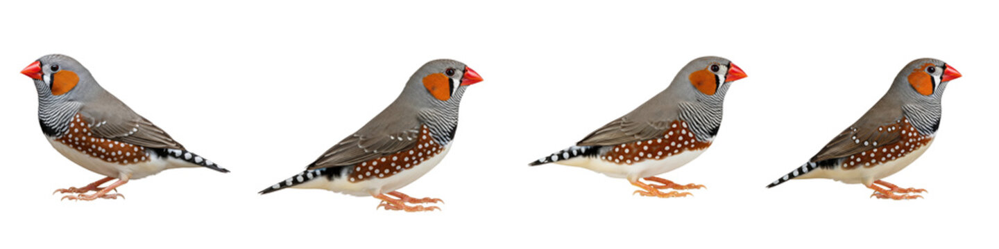 Collection of four zebra finches standing isolated on a black background
