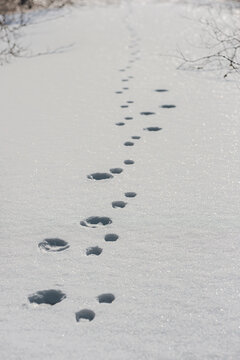 footprints on fresh white snow, closeup photo. Animal footprints in fresh snow, leading into the distance, vertical composition