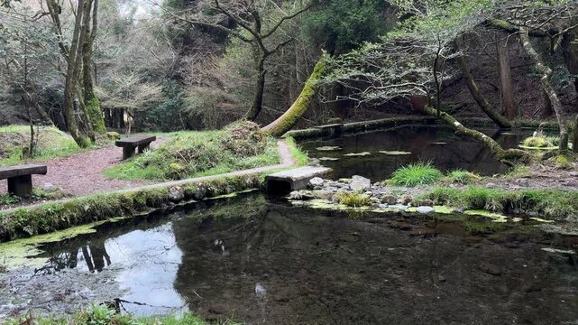 水源,水, 自然, 川, 森, 流れ, 木, 緑, 岩, コケ, 草, ナチュラル, 湧水