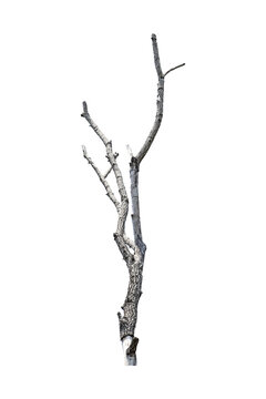 Natural branch, single branch, tree branch