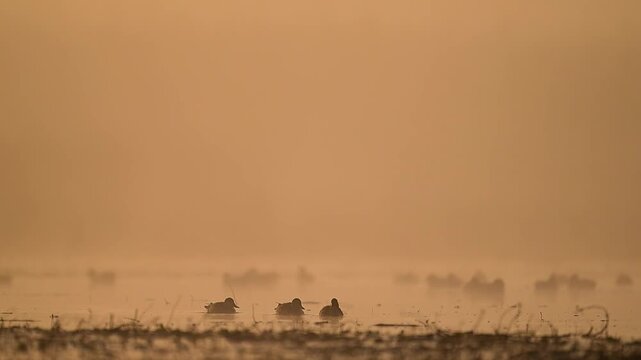 A diverse flock of wild ducks is captured in high detail, swimming through a thick layer of morning mist as the sun rises over the Punjab wetlands.