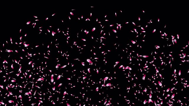 弾けて舞い散るピンクの木蓮の花びら、4K画質の背景透過素材
