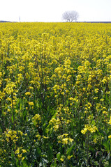 Fototapeta premium 春真っ盛り。久慈川河口近くの河川敷では、巨大な平面上に菜の花が見事に広がっている。素晴らしい天気。黄色一色に河川敷が彩られている。みごとな景観だ。菜の花畑を見下ろすように線路が走っていて、大きな川には鉄橋がかけられている。電車が来た。ゴーという音を残して走り去っていった。また静寂が戻ってきた。時折、犬をつれた人に出会うのどかな平日の昼下がり。