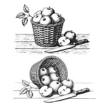 Wicker apple basket on a wooden table. Detailed harvest scene, organic fruit composition, natural products set. Black and white vector engraving illustration
