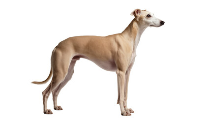 Fototapeta premium Elegant fawn whippet dog standing, isolated on transparent background