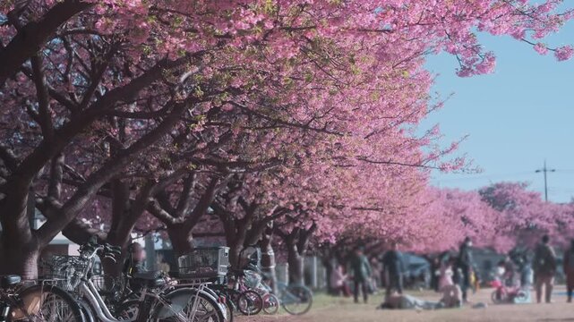 Long row cherry blossom trees in full bloom stretches through Japan park. Bicycles parked nearby while people relax beneath pink sakura during hanami festival. Spring leisure in spring peaceful nature