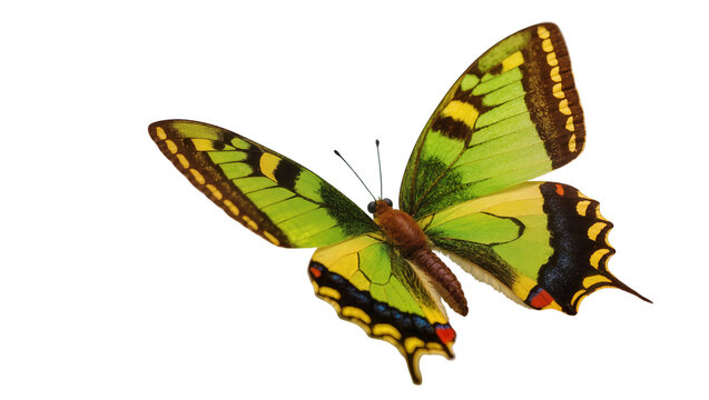 Exotic green and yellow butterfly with black markings, isolated on transparent background