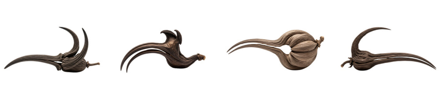 Collection of unique dried devil claw seed pods isolated on black background