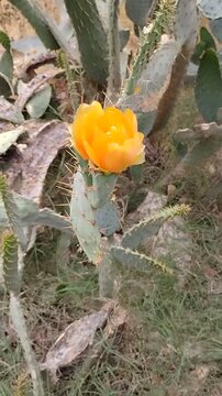 Video of Yellow Cactus flower
