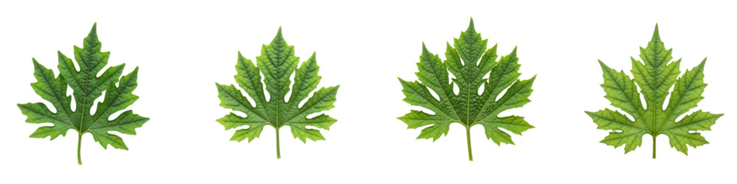 Collection of vibrant green bitter melon leaves isolated on black background
