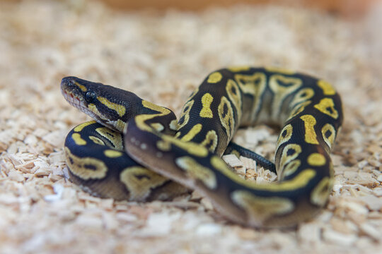 Ball Python Snake Coiled on Wood Shavings Substrate. Close-up of a juvenile Royal Python (Ball Python) with beautiful yellow and black patterns resting on light wood chip bedding in a terrarium.