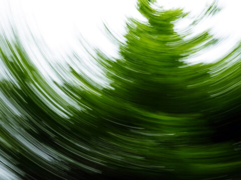 A pine tree captured with a spinning motion blur, creating a swirling vortex of green. The intentional camera movement creates dynamic energy. Ideal for abstract nature backgrounds.