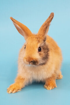 Cute rabbit sits on blue background while looking curiously at the camera