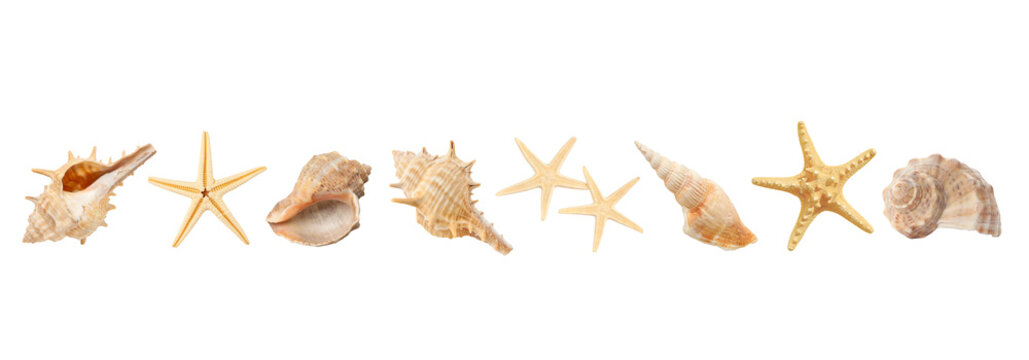 Different seashells and starfish arranged in a line, PNG