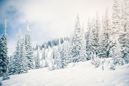 Snow covered pine forest landscape in winter, Steamboat Springs, Colorado, USA