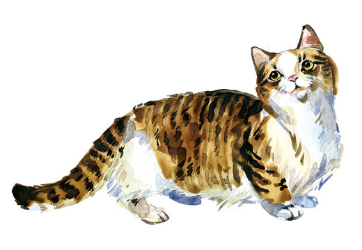 Munchkin cat. Hand-painted watercolor short-legged kitten on transparent background
