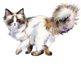 Ragdoll cat walking. Hand-painted watercolor fluffy kitten with blue eyes on transparent background  © Елена Фаенкова