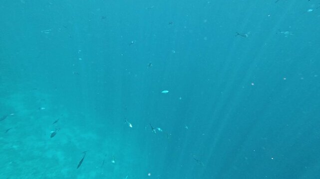 Bermuda chub fish swimming in Red Sea in Egypt. Underwater life, snorkeling.