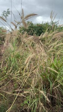 Wild Cenchrus Echinatus Grass Blowing in the Wind Under Cloudy Sky