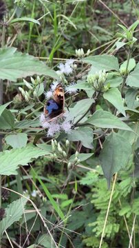 Junonia orithya Butterfly Perched on White Wildflowers in the Garden
