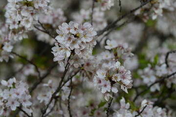 Fototapeta premium 夜桜 日本