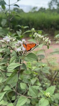 Tawny Coster Butterfly Acraea Terpsicore Feeding on White Wildflowers