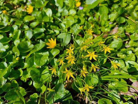 Small yellow spring flowers Gagea lutea blooming in green grass.
