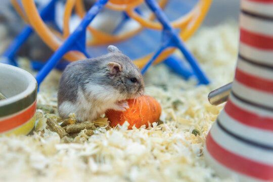Winter White Dwarf Hamster Eating Fresh Carrot in Cage. Cute grey and white dwarf hamster (Phodopus sungorus) holding and nibbling on carrot piece in cage with wood shavings.