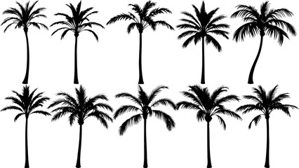 Fototapeta premium Single young palm tree silhouette in solid black with a short slim trunk and soft curved fronds, natural uneven growth, perfect for tropical and minimalist design projects.