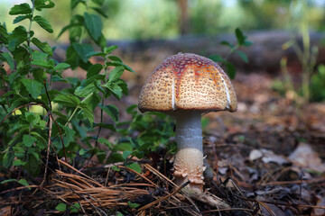 Amanita muscaria poisonous mushroom grows in the forest. This fly agaric has an unusual color shade, which characterizes it as either young or faded. © Vitalii