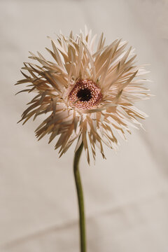 Gerber Daisy Bloom Against Neutral Textile Background with Gentle Shadows