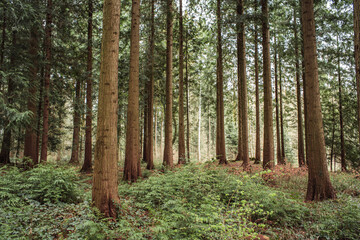 Fototapeta premium Peaceful forest landscape with tall straight pine trees and lush green undergrowth. Wide angle view, no people