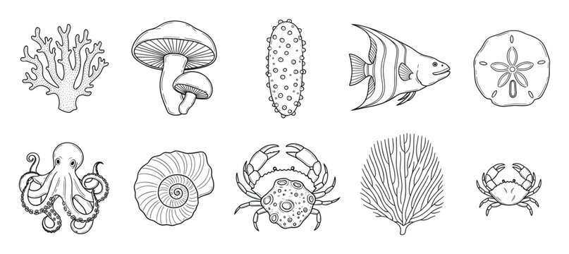Detailed black and white line drawing collection featuring various marine animals like coral, octopus, fish, crab, seashell, and sea cucumber along with mushroom for nature and biology