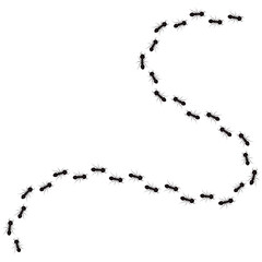 Obraz premium Ant Trail Path