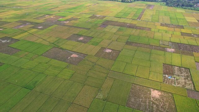 Aerial drone footage from above of a colorful rice field plain, in square and rectangle shapes, some parcels are dry or burnt, in Majenang city area, Cianjur regency, Java island, Indonesia