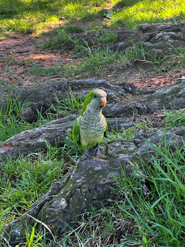 Perico verde comiendo en c&eacute;sped