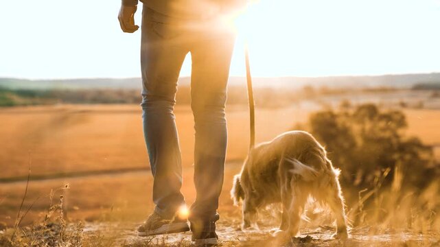 Man leads fluffy cocker spaniel dog on leash walking along hill with dry grass at back sunset man owner enjoys walking active spaniel dog in rural park man with spaniel dog in park on weekend closeup